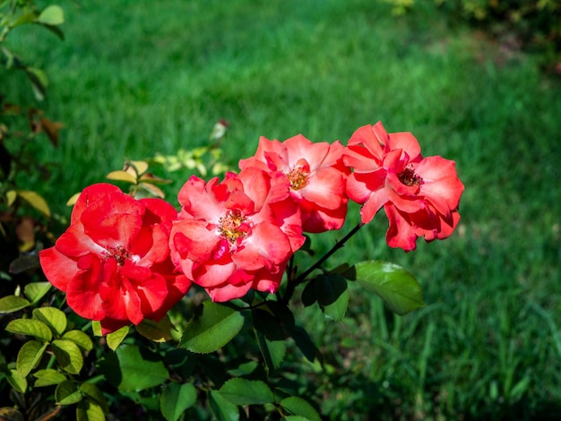 Cuatro hermosas rosas floribunda flores rojas rosadas brillantes en una rama en el césped del jardín