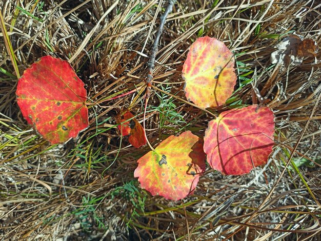 Foto cuatro hojas de abeto rojas yacen en la hierba signos del otoño