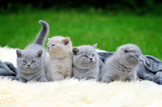 Cuatro lindo gatito gris en manta de piel blanca en la naturaleza