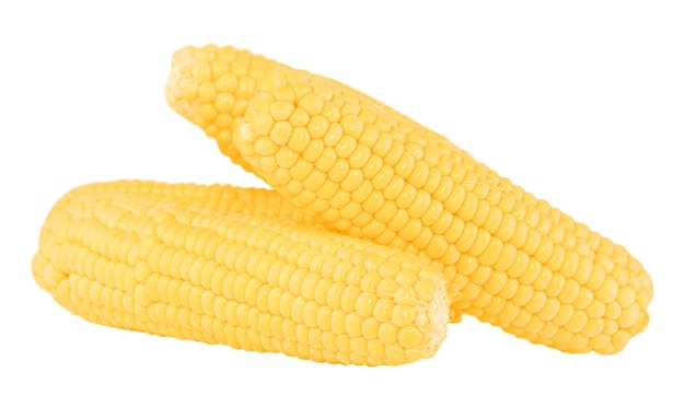 Cuatro mazorcas de maíz peladas aisladas en blanco