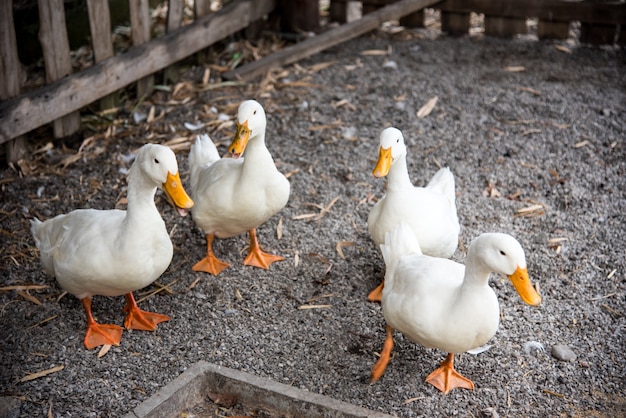 cuatro pato blanco en la granja