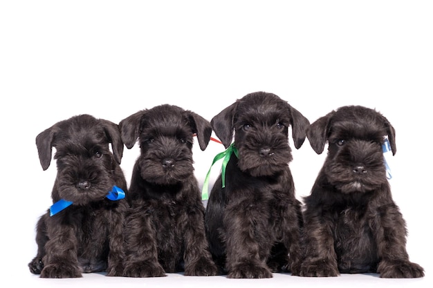 Foto cuatro perros snauzer aislado sobre fondo blanco. cachorro de schnauzer miniatura de grupos.