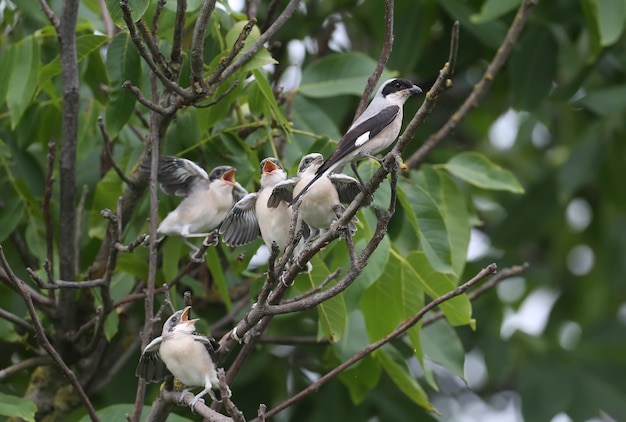 Cuatro polluelos de alcaudón menor (Lanius minor) fueron fotografiados con un plano completo en la rama de un árbol mientras sus padres los alimentaban. Situaciones divertidas e inusuales