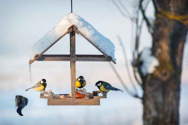 Cuatro tit en el comedero para pájaros de invierno, en el fondo de la escena de nieve