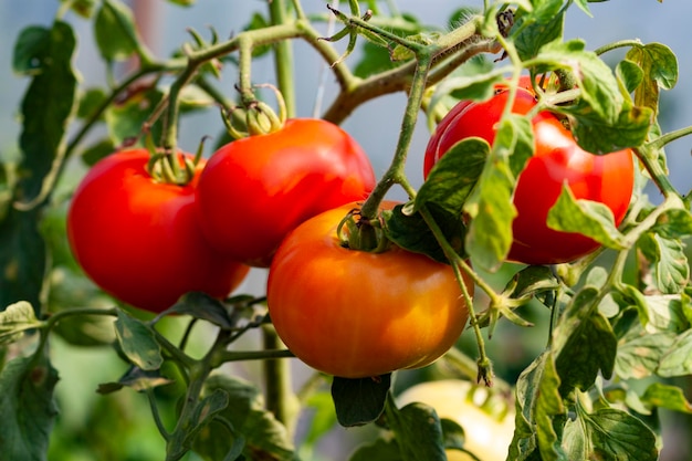 cuatro tomates rojos