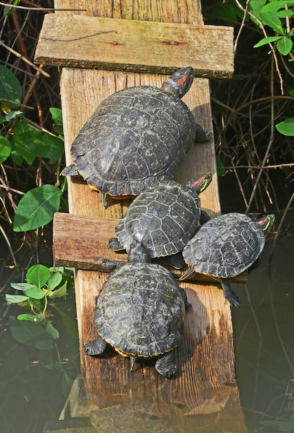 Cuatro tortugas están en una balsa de madera en un estanque