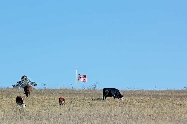 Cuatro vacas y una bandera en un día ventoso en la ladera