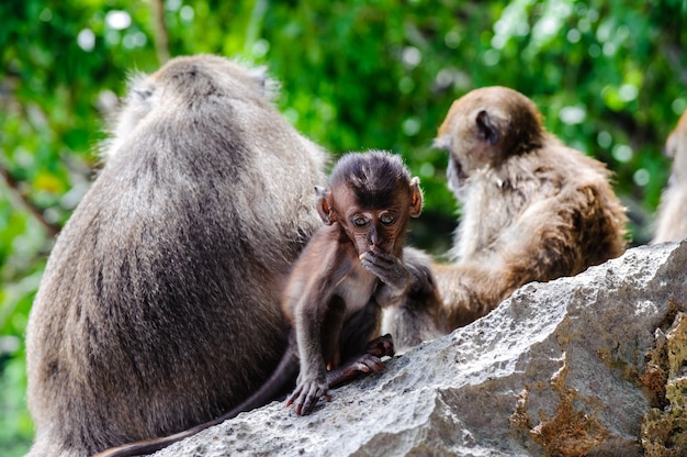 Cub Macaca fascicularis sitzt auf einem Felsen und isst. Babyaffen auf Phi Phi Islands, Thailand