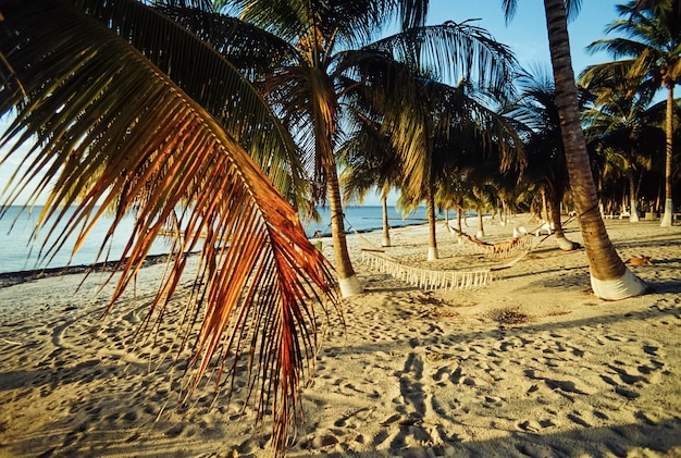 Foto cuba, praia de maria la gorda, palmeiras de coco - film scan