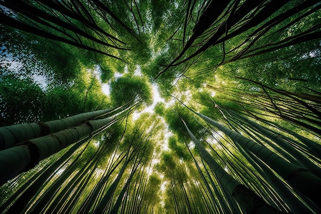 La cubierta de los altos bosques de bambú