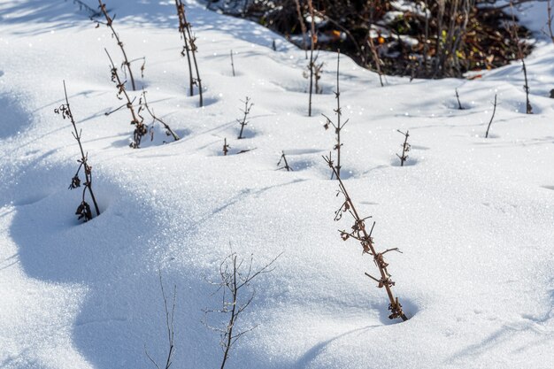 Cubierta de nieve blanca profunda en el jardín