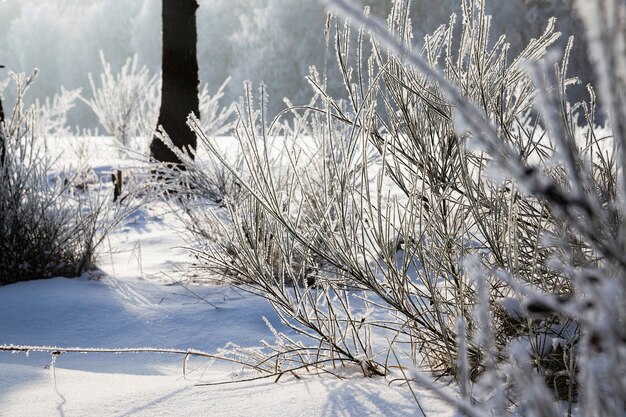 Cubierto con bosque de nieve fresca blanca y esponjosa en invierno, paisaje en condiciones frías y heladas de invierno en un día soleado y brillante