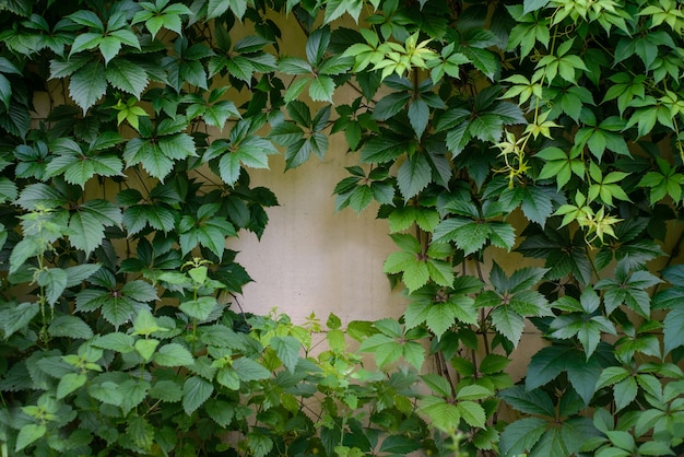 Cubierto con brotes verdes de pared de hojas