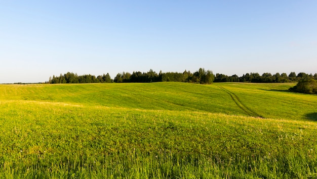 Cubierto de hierba verde colina en el verano, paisaje