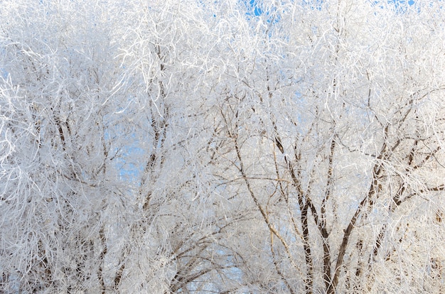 Cubierto de nieve y ramas de árboles heladas en un día helado de invierno.