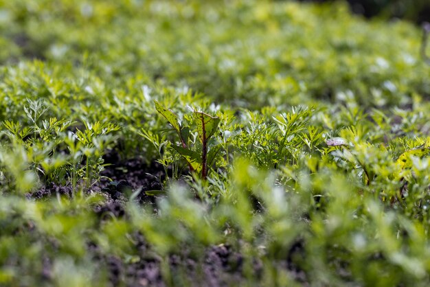 Cubierto con plantas jóvenes de zanahoria después de la lluvia