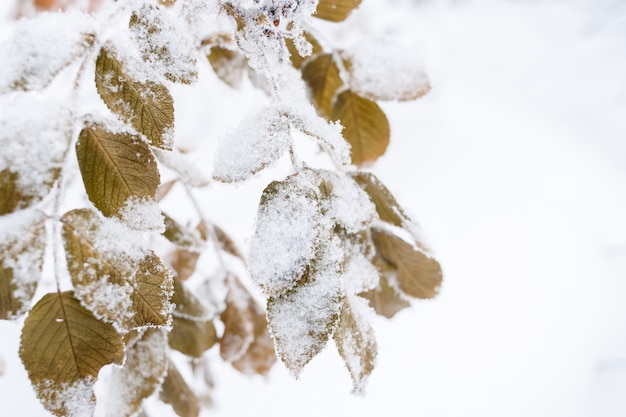 Cubierto con la primera nieve, las hojas de otoño en blanco.