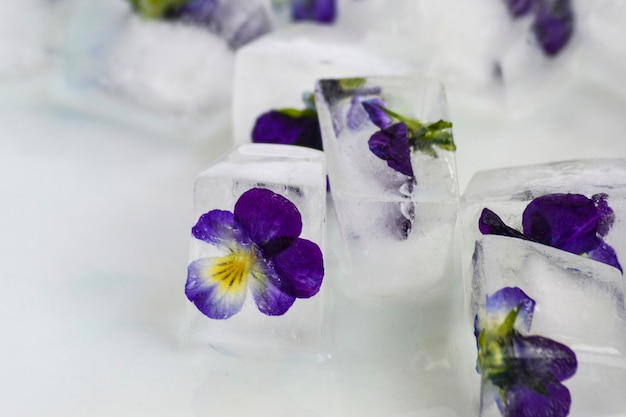 Cubitos de hielo con flores azules sobre fondo claro