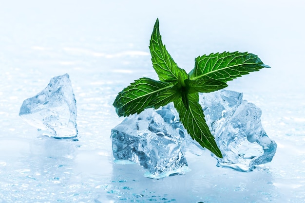 cubitos de hielo con hojas de menta