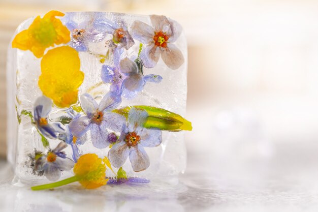 Cubitos de hielo transparente con flores congeladas en el interior