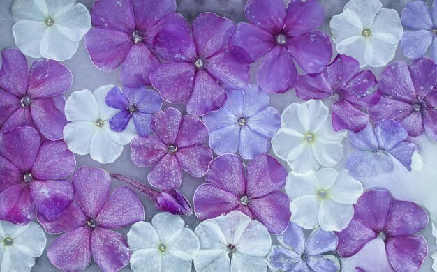 Cubo de hielo con flores blancas y púrpuras phlox de cerca. Fondo floral natural congelado.