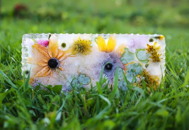 Cubo de hielo con flores sobre hierba verde en verano