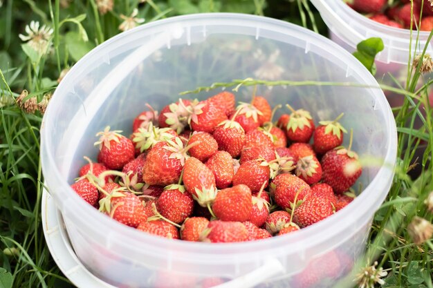 Cubo lleno de fresas recién recogidas en el jardín de verano Primer plano de fresas en un plástico