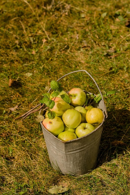 un cubo de manzanas con un mango en el césped