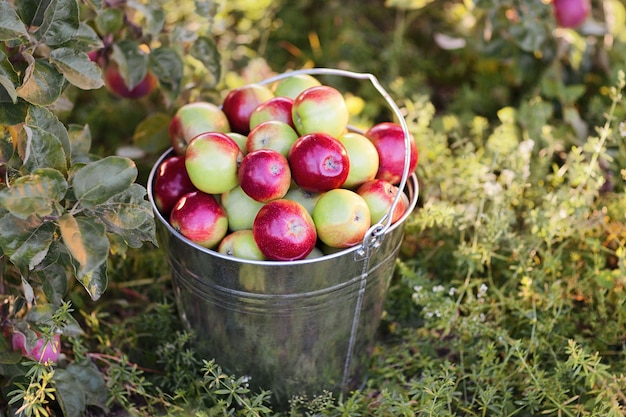 Cubo con manzanas rojas maduras en pasto