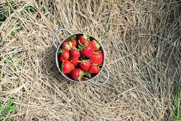 El cubo de metal lleno con fresas está parado en el espacio de copia de la vista superior de paja