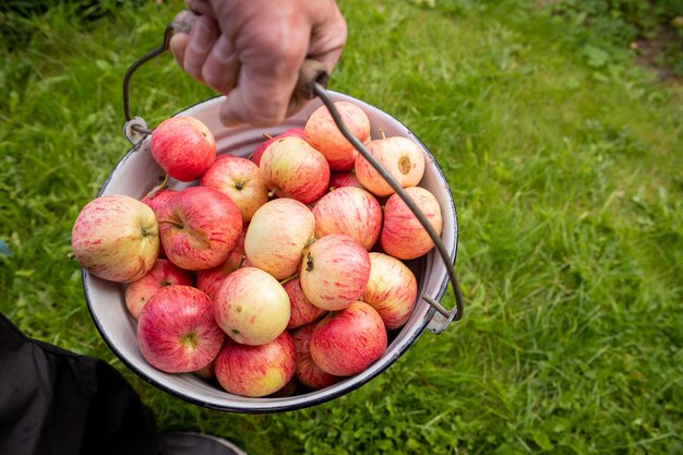 Cubo de metal lleno de manzanas rojas naturaleza fondo granja lifeOrganic manzanas maduras Copiar espacio