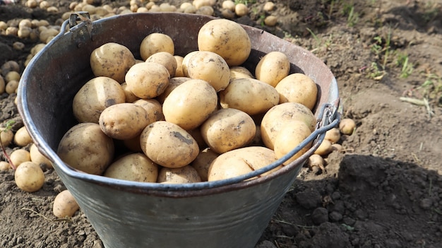 Cubo de nueva cosecha de patatas en la vista superior del jardín. Las manos femeninas recogen papas tempranas jóvenes en cubos en el jardín, la vida rural del pueblo.