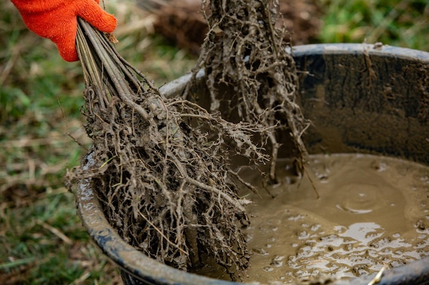 Un cubo de tierra se llena con tierra y la tierra se usa para hacer compost.