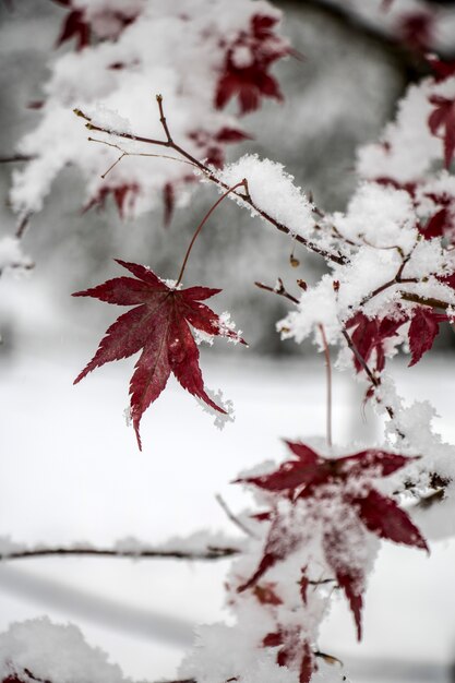 Cubrió de nieve las hojas del árbol de arce