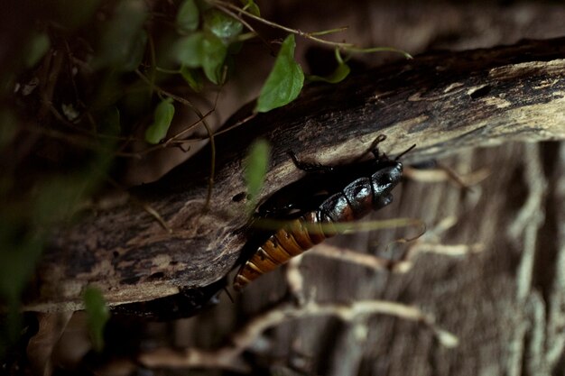 Cucaracha africana
