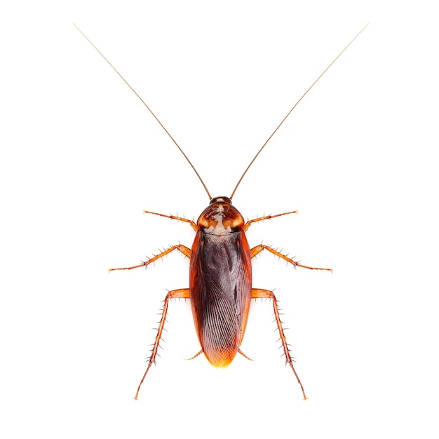 Cucaracha aislado sobre fondo blanco.