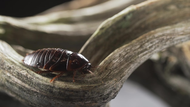 Cucaracha alimentándose de un hongo que crece en el tronco de un árbol de la selva en la Amazonía ecuatoriana.