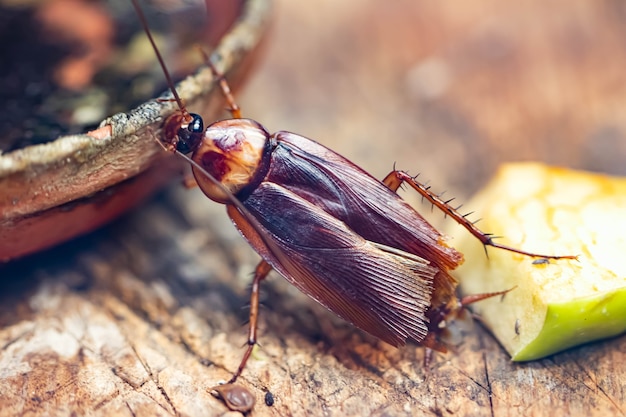 Cucaracha con bigotes largos o primer plano de insecto insecto escarabajo. Cabeza de Grieg con ojos