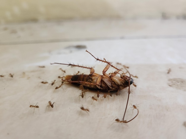 Cucaracha boca abajo en el suelo con hormigas