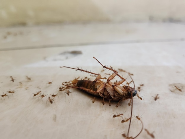 Cucaracha boca abajo en el suelo con hormigas