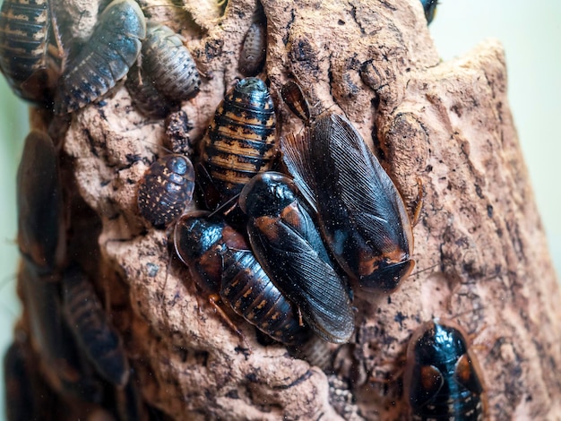 Foto la cucaracha cubana un visitante del trópico americano