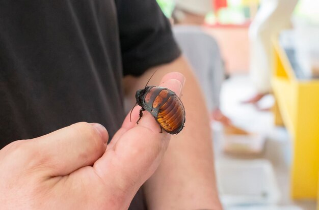 Cucaracha enorme de Madagascar en manos humanas Entomólogo