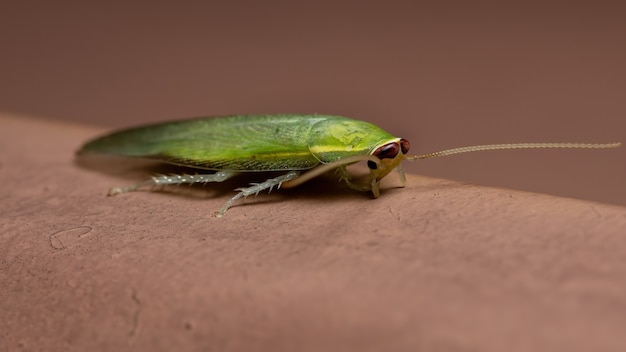 Cucaracha gigante verde del género Panchlora