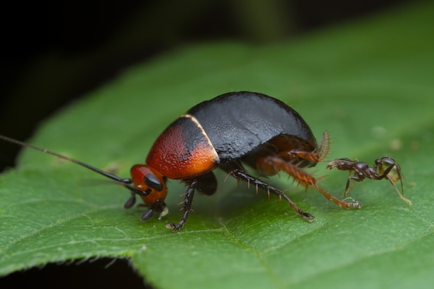 Cucaracha En Hoja Verde