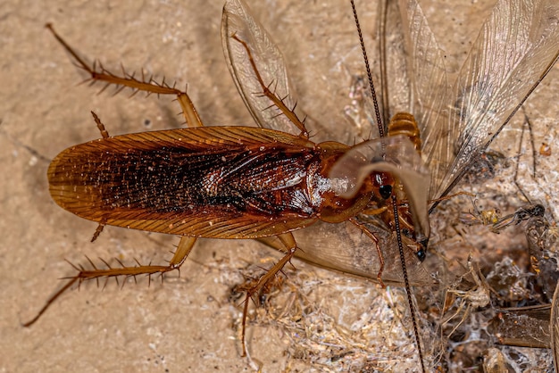 Cucaracha de madera adulta comiendo una termita alada