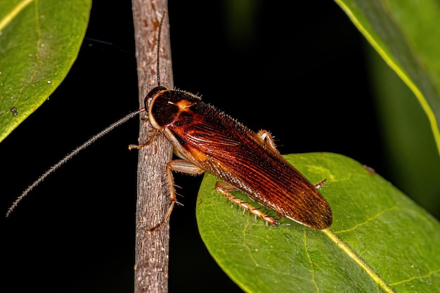 Cucaracha de madera adulta