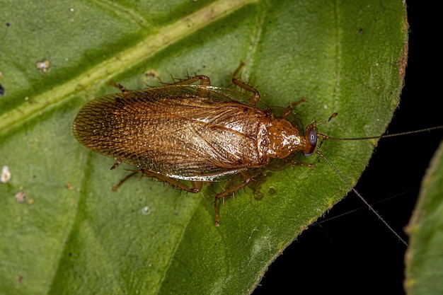 Cucaracha de madera adulta