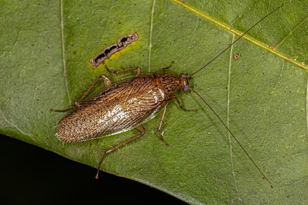 Cucaracha de madera adulta