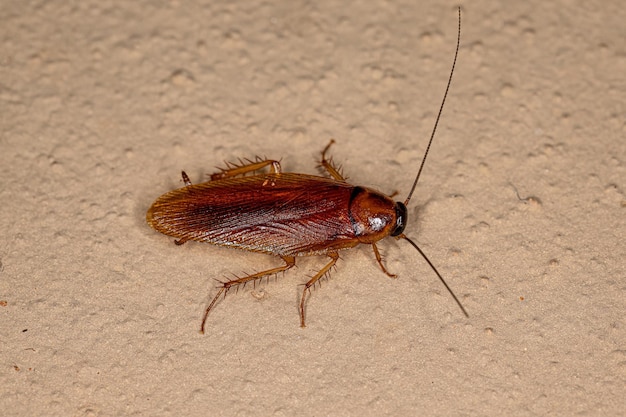 Cucaracha de madera adulta