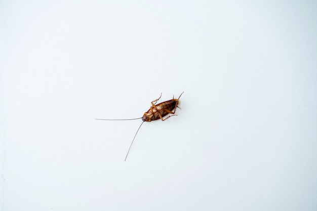 Cucaracha en una mesa de cocina blanca.